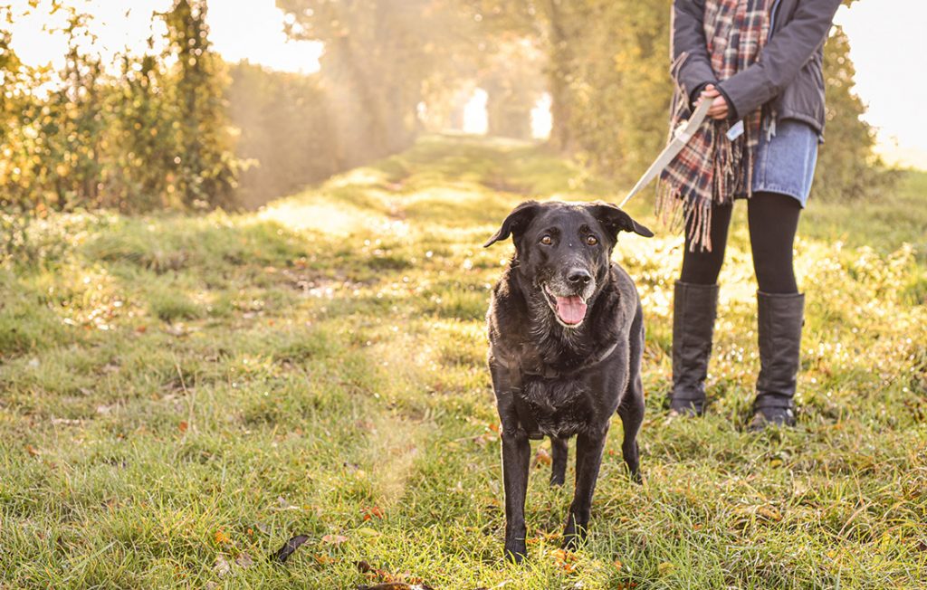 7 Essential steps of Preparation for Hiking with Dogs