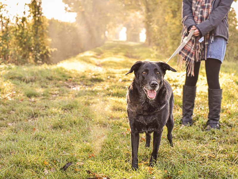 7 Essential steps of Preparation for Hiking with Dogs