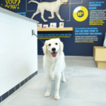 dog hospital
