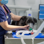 Animal Hospital