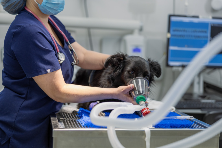 What Questions Should I Ask Before My Dog’s Surgery?