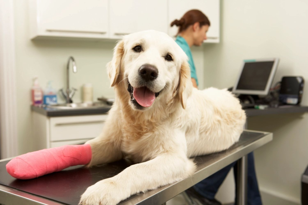 Dog surgery in Encino